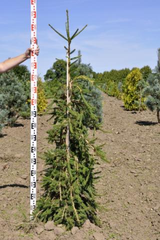 Picea abies 'Frohburg'